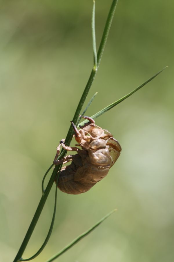 Cicada orni mating